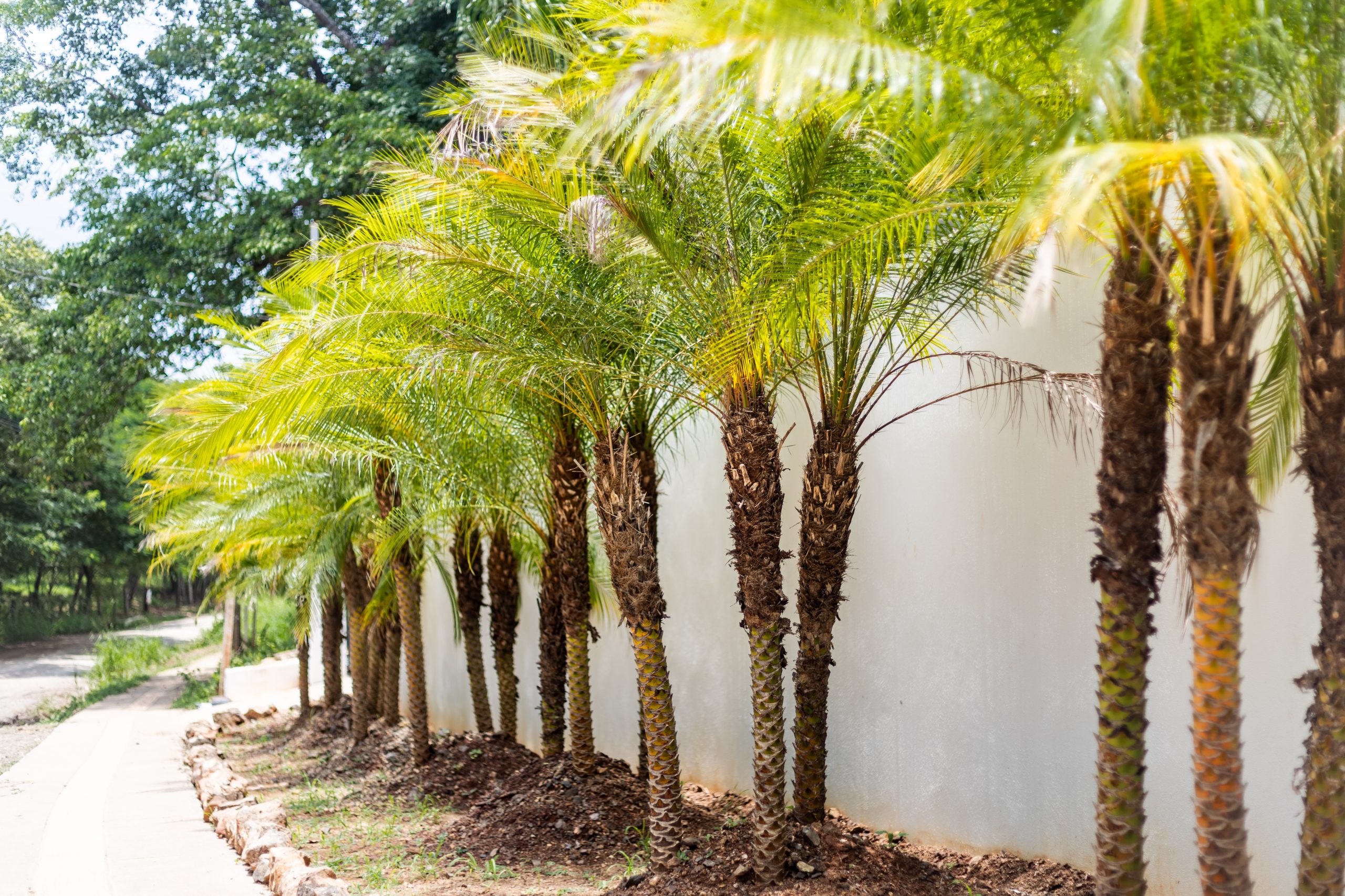 Boutique Hotel Patanemo | Prime Luxury Hospitality Investment Opportunity in Playa Avellanas