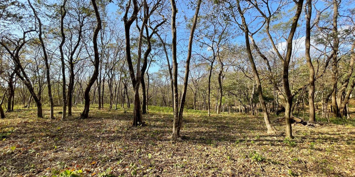 SOLD – Spectacular Development Parcel Steps from the Ocean! -Avellanas