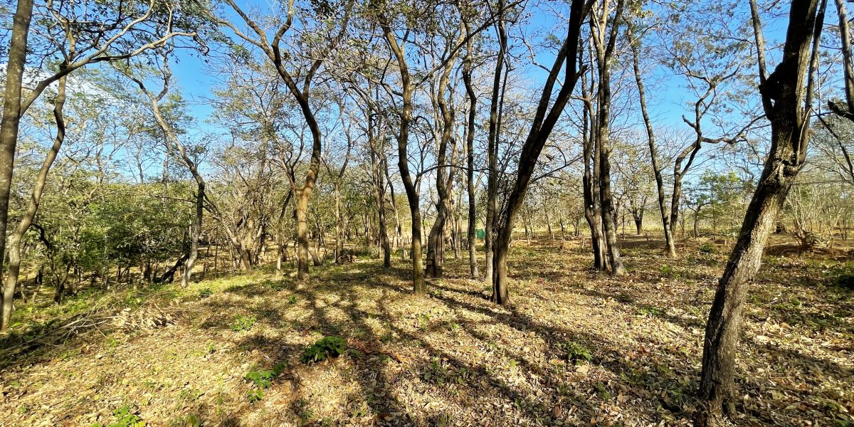SOLD – Spectacular Development Parcel Steps from the Ocean! -Avellanas